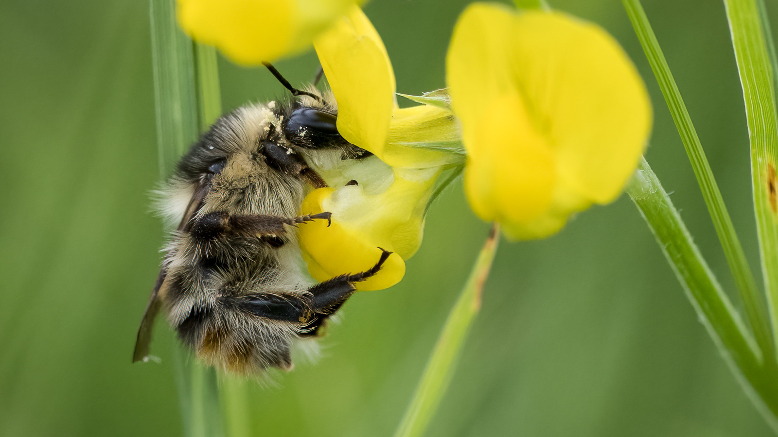 Why We Support Bumble Bee Foundation & How You Can Help our Bees This Winter
