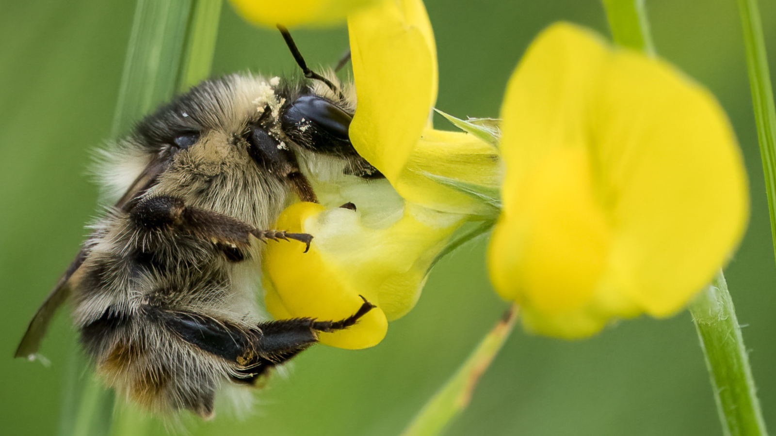 Why We Support Bumble Bee Foundation & How You Can Help our Bees This Winter